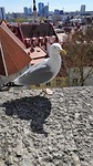 Uitzichtplek met fotomodel