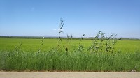 rijstvelden bij Albufera