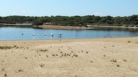 flamingo's