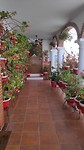 en vele bloempotten met geraniums