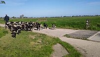 schapen van "onze" boer mogen gaan grazen op een ander weiland