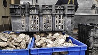 oesters