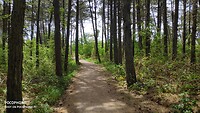 Diverse fietspaden door het bos