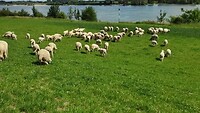 Schapen worden verplaatst naar een ander weiland