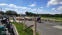 schapen worden naar een ander weiland gebracht