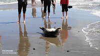 er ligt zowaar een zeehondje