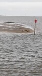 zeehondjes