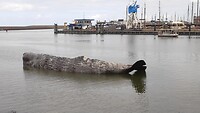 de fontein: de walvis