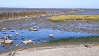 het wad