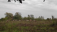 In de Maasvallei grazen Konik paarden en Galloway runderen