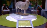 het beroemde kloonschaap