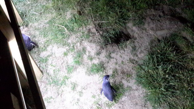 tmp_27712-20151007_204549-1664005464