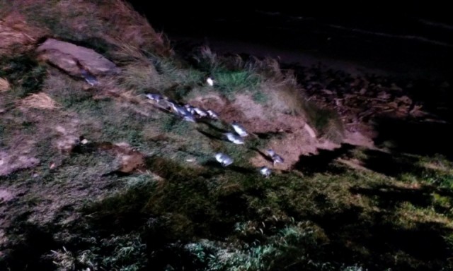 IMAG0205