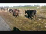VIDEO0008