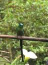 hummingbird