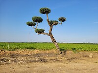 Vogelnestjes in een open landschap