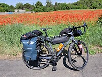 Veel klaprozen