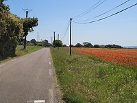 Franse weg met klaprozen