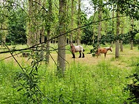 Paarden in het bos