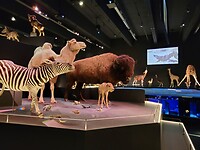 Naturalis