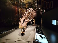 Naturalis