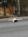 Dag 40