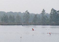 Flamingo's