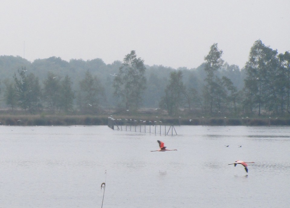 Flamingo's