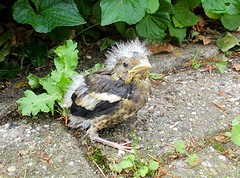 Jonge knappe vogel