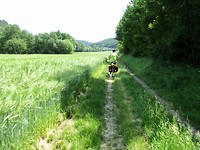 De weg naar Wenen