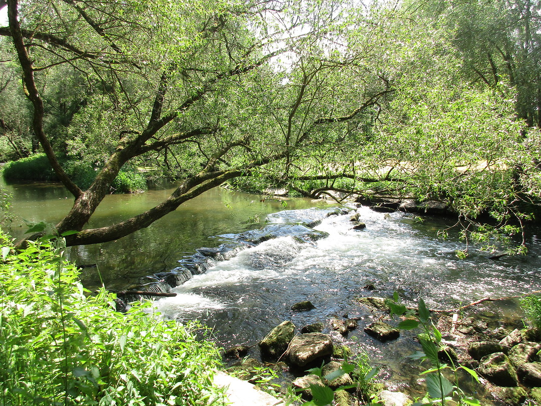 Tauber