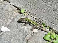 Salamander