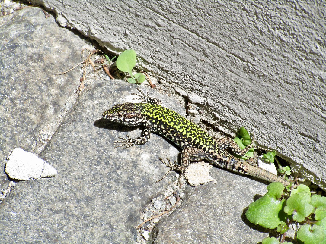 Salamander