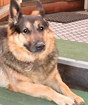 Rex