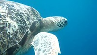 Snorkelen met schildpadden!
