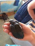 Schildpadje van 5 maanden oud