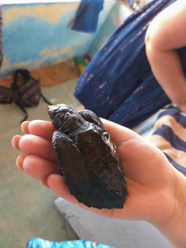 Schildpadje van 5 maanden oud