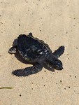Schildpadje van 5 maanden oud