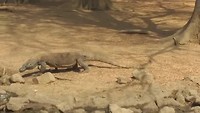 Komodo varaan