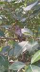 Monkey forest