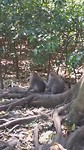 Monkey forest