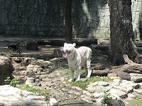 Zeldzame witte tijger Zoo Saigon