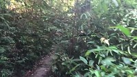 Jungle wandeling National Park Penang