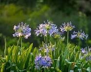 Agapanthus