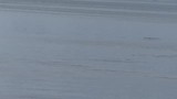 orca's en humpback walvis