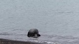 badderende Fur seal