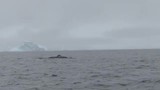 walvis