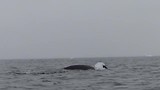 humpback walvis