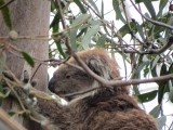 Koala gespot