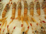 Rare beestjes